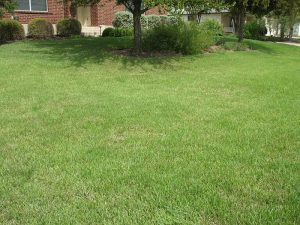 Best Time for Aerating Lawns in Austin, TX
